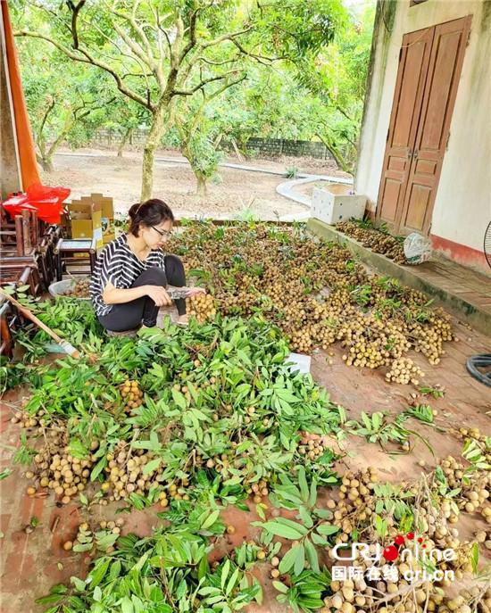 越南龙眼季节收获忙 中国市场助当地果农走上致富大道