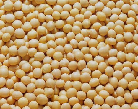 17日国家将拍卖30万吨临储大豆
