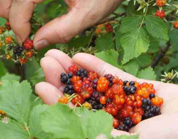 农村1种野果，长相神似树莓，人称过江龙，价值极高