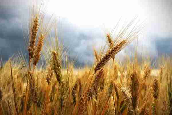 小麦价格大跌，引发“谷物惨案”，玉米价格会“崩盘”吗？