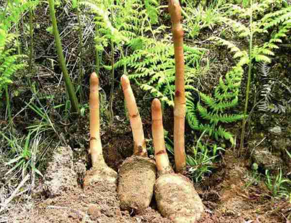 1种野生植物“珍贵”，被称为天麻，生长在山沟里，1公斤800元