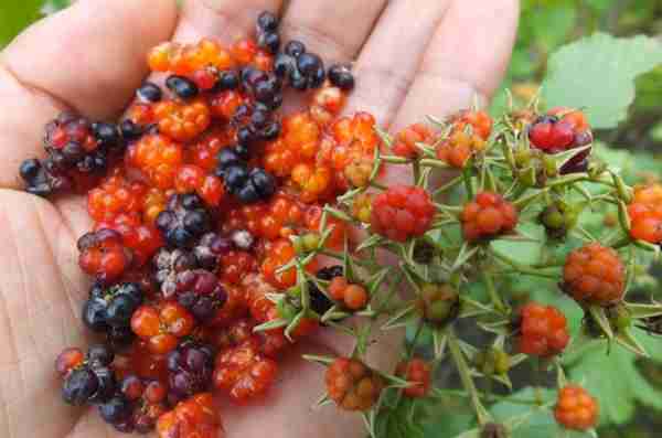 农村1种野果，长相神似树莓，人称过江龙，价值极高