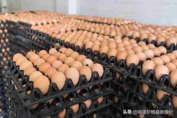 今日鸡蛋价格期货(今日鸡蛋价格期货行情)