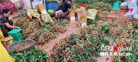 越南龙眼季节收获忙 中国市场助当地果农走上致富大道