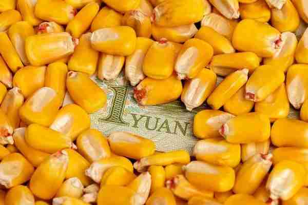 小麦价格大跌，引发“谷物惨案”，玉米价格会“崩盘”吗？