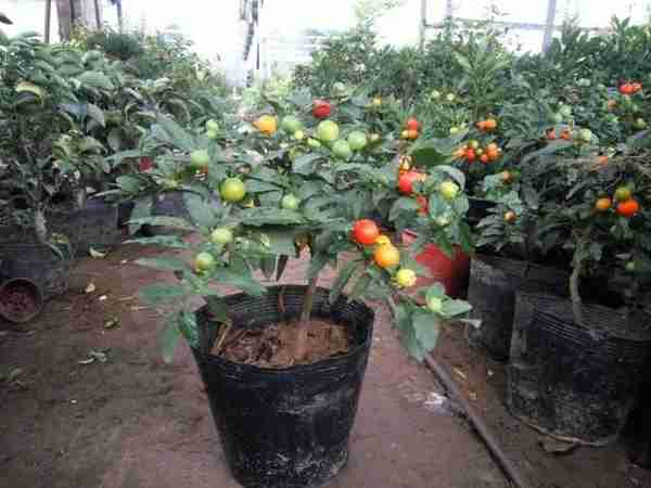 植株酷似“辣椒”，全株有毒，却被当观赏植物买卖，若购买要当心