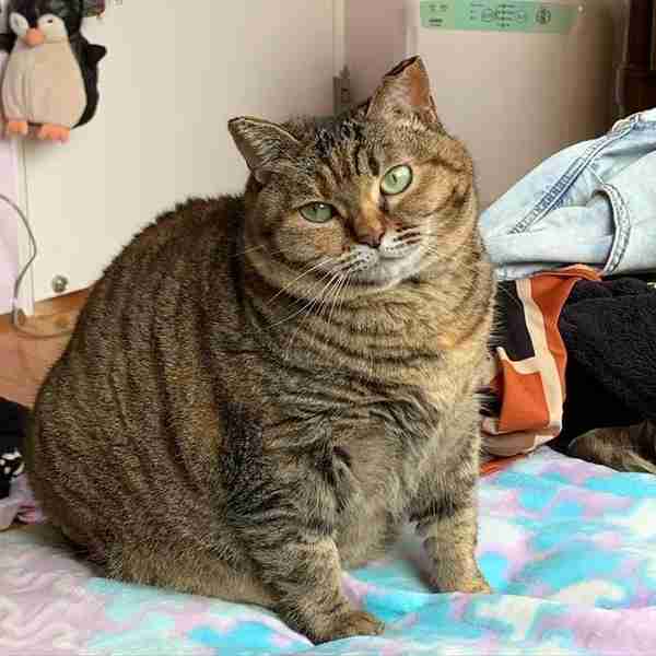猫咪肥到难以动弹，但其实体重才9斤，网友：我不信