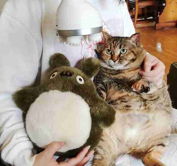 猫咪肥到难以动弹，但其实体重才9斤，网友：我不信