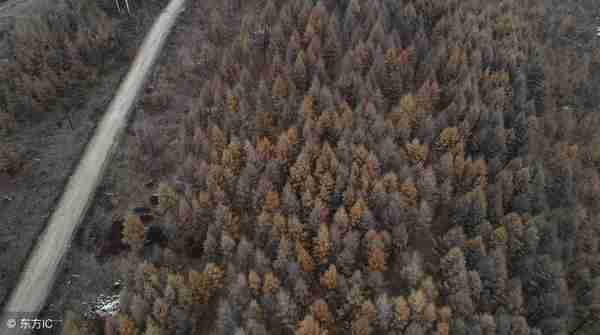 深秋渐浓，走进桦皮岭那片桦树和松树林，感受原生态自然氧吧